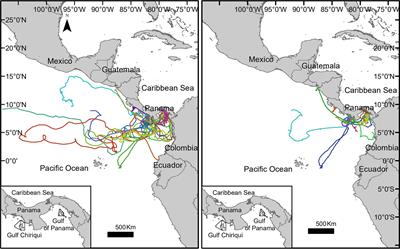 Movement, Behavior, and Habitat Use of Whale Sharks (Rhincodon typus) in the Tropical Eastern Pacific Ocean